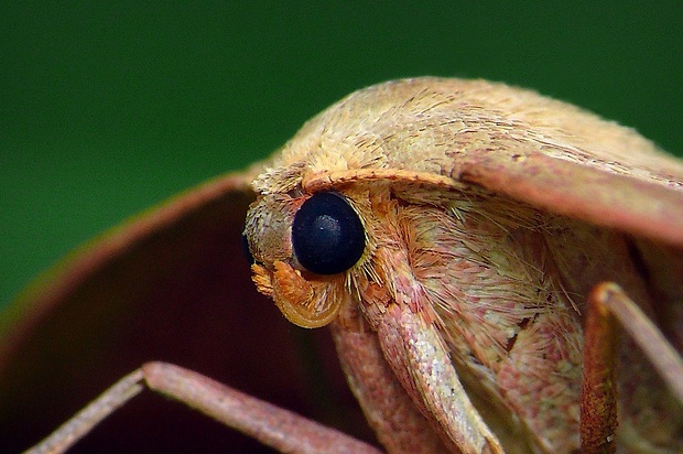 piadica prútnatcová (sk) / žlutokřídlec janovcový (cz) Rhodostrophia vibicaria (Clerck, 1759)