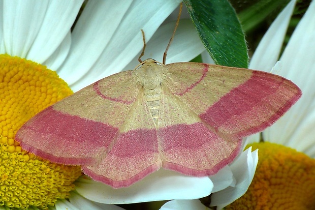 piadica prútnatcová (sk) / žlutokřídlec janovcový (cz) Rhodostrophia vibicaria (Clerck, 1759)