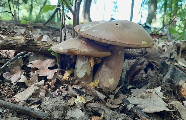 hríb dubový Boletus reticulatus Schaeff.