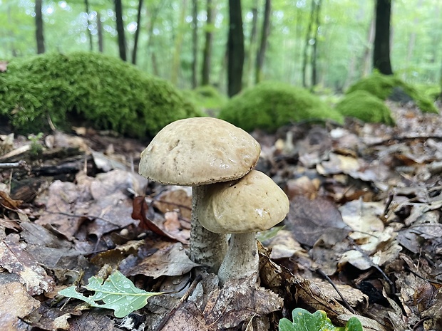 kozák hrabový Leccinum pseudoscabrum (Kallenb.) Šutara