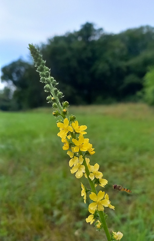 repík lekársky Agrimonia eupatoria L.