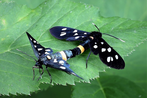 bieloškvrnáč púpavcový (sk) / běloskvrnáč pampeliškový (cz)  Amata phegea (Linnaeus, 1758)