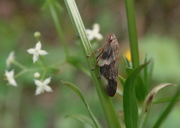 peniarka jelšová Aphrophora alni