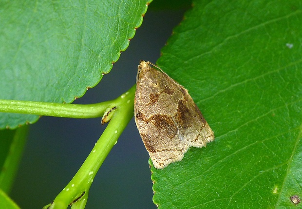 obaľovač hnedastý Archips rosana