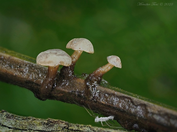 vodnička obyčajná Cudoniella clavus (Alb. & Schwein.) Dennis