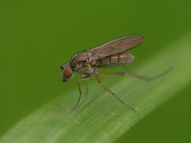 dlhonôžka Dolichopus sp.