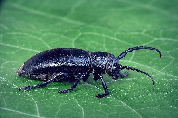 fuzáč čierny (sk) / kozlíček černý (cz) Dorcadion aethiops (Scopoli, 1763)