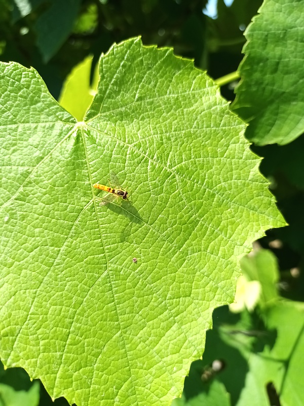 pestrica pruhovaná Episyrphus balteatus