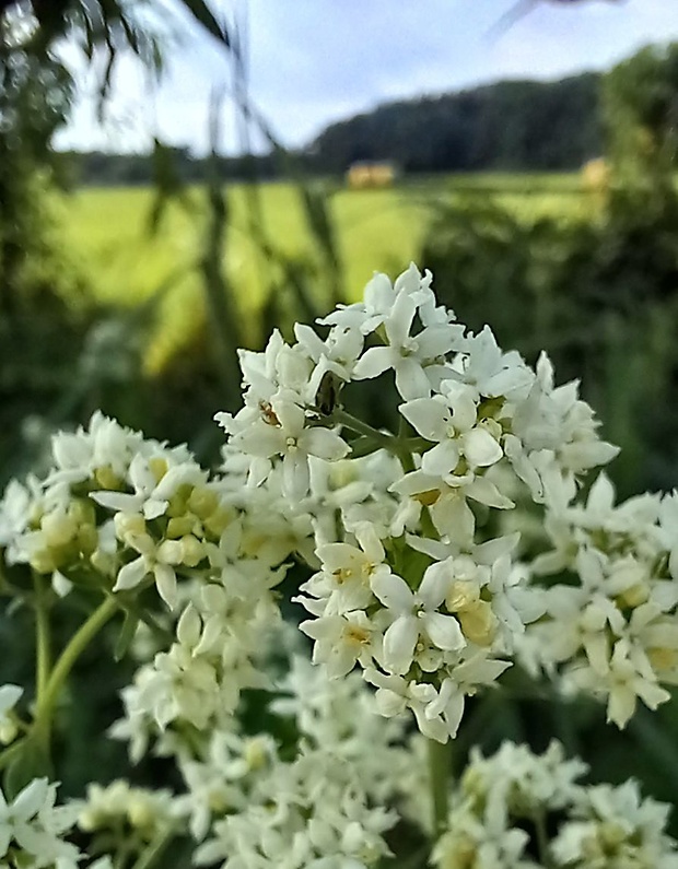 lipkavec severný Galium boreale L.