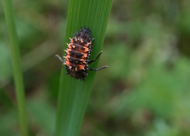 lienka - larva Harmonia axyridis