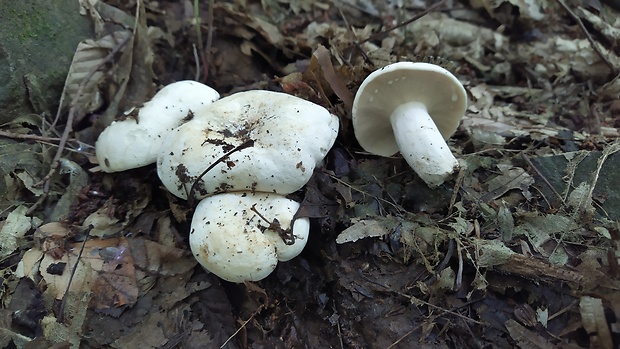 rýdzik korenistý Lactarius piperatus (L.) Pers.