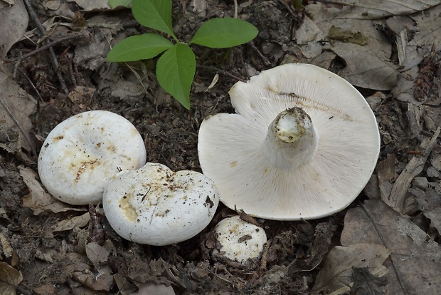 rýdzik korenistý Lactarius piperatus (L.) Pers.