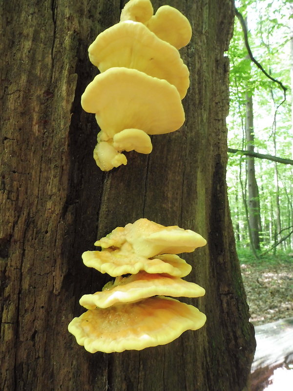 sírovec obyčajný Laetiporus sulphureus (Bull.) Murrill