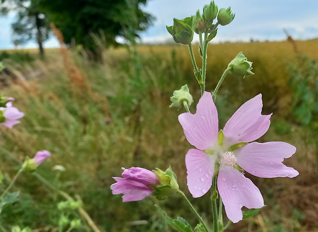 slezovec durínsky Lavatera thuringiaca L.