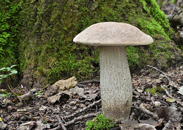 kozák topoľový Leccinum duriusculum (Schulzer ex Kalchbr.) Singer