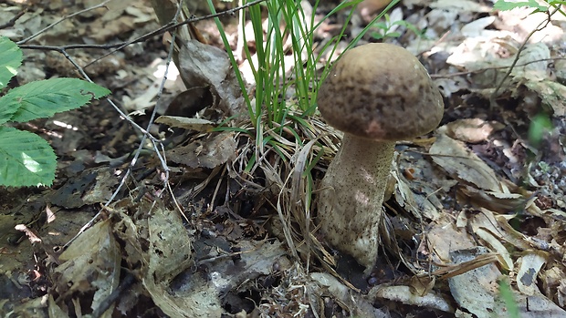 kozák hrabový Leccinum pseudoscabrum (Kallenb.) Šutara