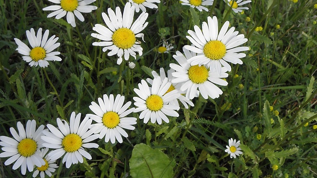 margaréta biela Leucanthemum vulgare Lam.