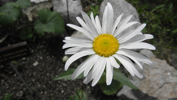 margaréta okrúhlolistá Leucanthemum waldsteinii (Sch. Bip.) Pouzar