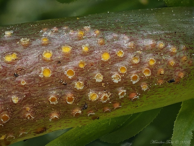 hrdza Komarovova Puccinia komarovii Tranzschel