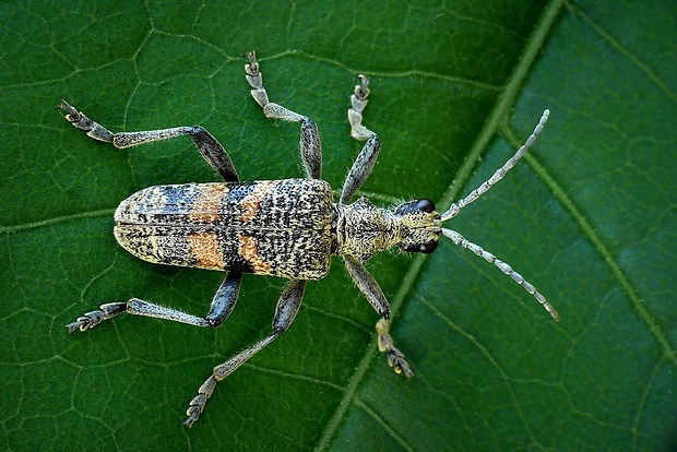 fuzáč (sk) / kousavec hlodavý (cz) Rhagium mordax (DeGeer, 1775)