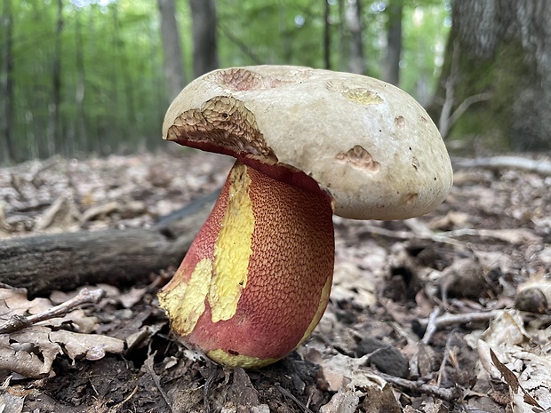 hríb purpurový Rubroboletus rhodoxanthus Kuan Zhao &amp; Zhu L. Yang