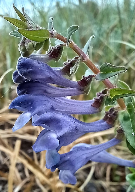 šišak gracovitý Scutellaria hastifolia L.