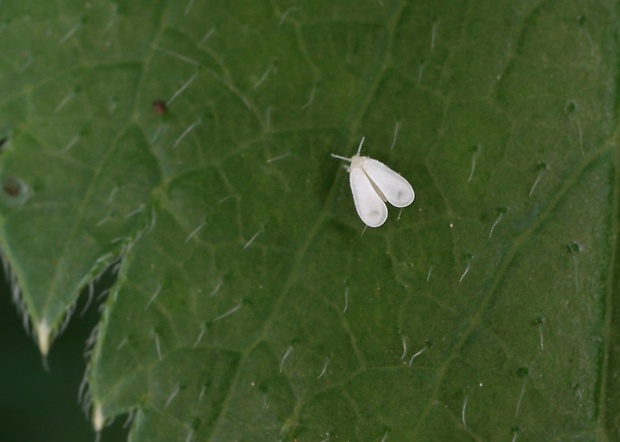 molica skleníková Trialeurodes vaporariorum