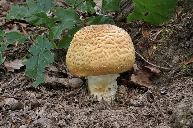 pečiarka obrovská Agaricus augustus Fr.