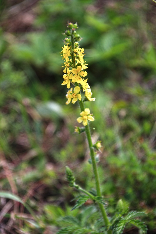 repík lekársky Agrimonia eupatoria L.