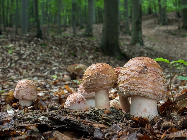 muchotrávka červenkastá Amanita rubescens Pers.