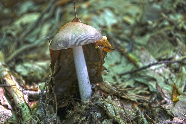 muchotrávka pošvatá Amanita vaginata (Bull.) Lam.