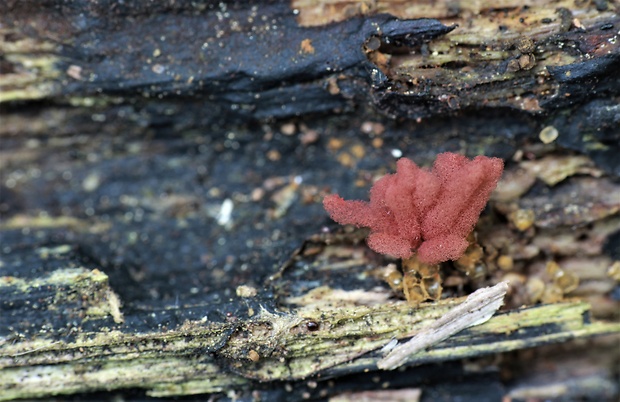 mištička Arcyria sp.