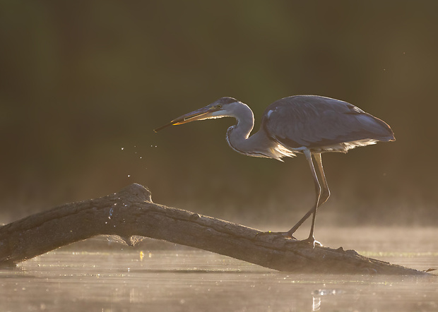 volavka popolavá Ardea cinerea