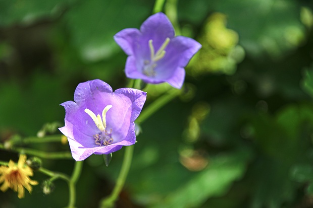 zvonček broskyňolistý Campanula persicifolia L.