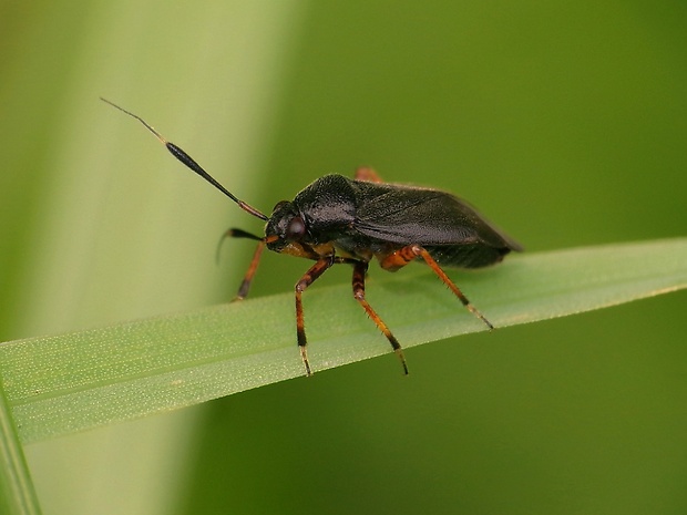 bzdôška  Capsus ater (Linnaeus, 1758)