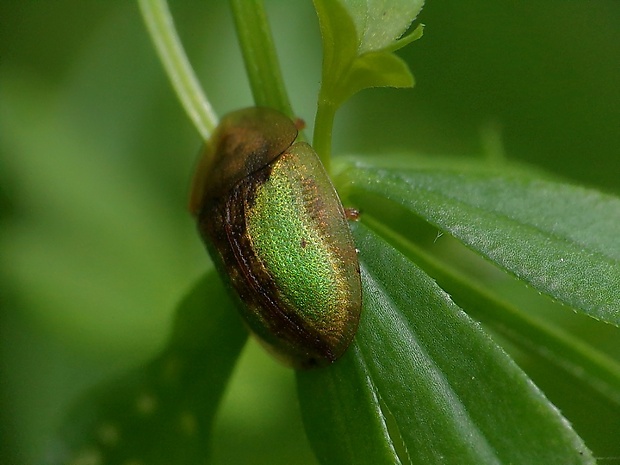 štítnatec Cassida vibex