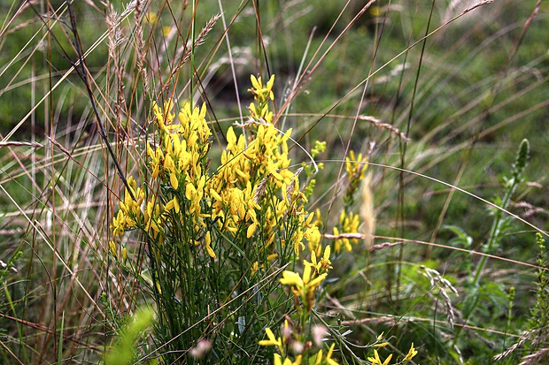 kručinka farbiarska Genista tinctoria L.