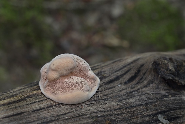 hlinovec červenkastý Hapalopilus rutilans (Pers.) Murrill