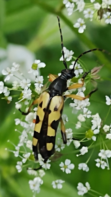 fuzáč škvrnitý  Leptura maculata