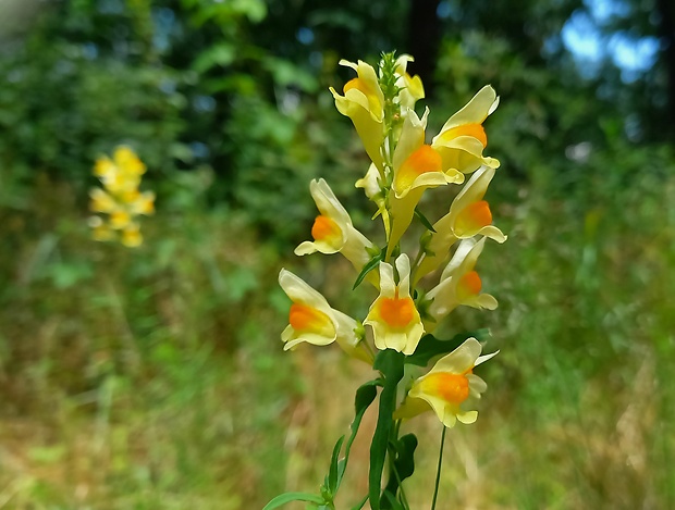 pyštek obyčajný Linaria vulgaris Mill.