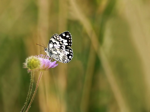 očkáň timotejkový Melanargia galathea