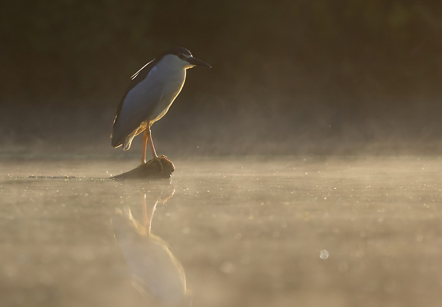 chavkoš nočný Nycticorax nycticorax