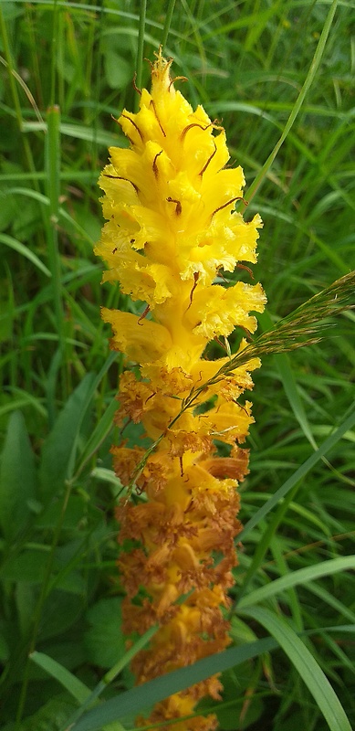 záraza žltá Orobanche lutea Baumg.