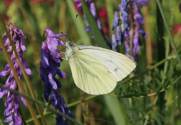 mlynárik repkový Pieris napi