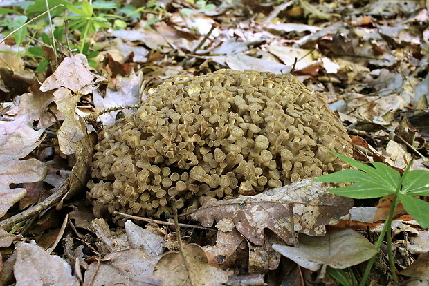 trúdnik klobúčkatý Polyporus umbellatus (Pers.) Fr.