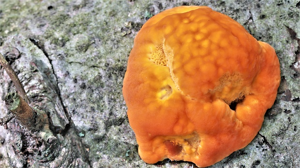 oranžovec vláknitý Pycnoporellus fulgens (Fr.) Donk