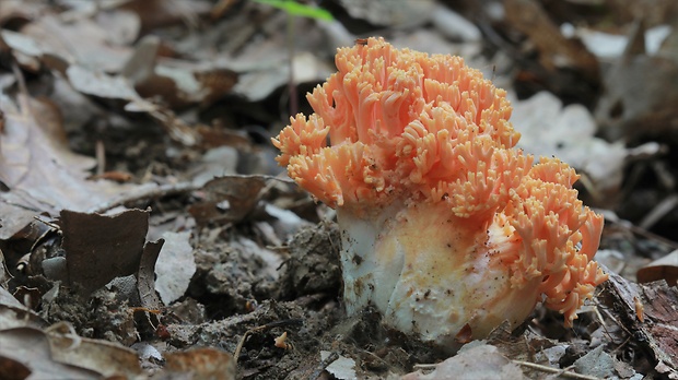 strapačka lososovoružová Ramaria subbotrytis (Coker) Corner