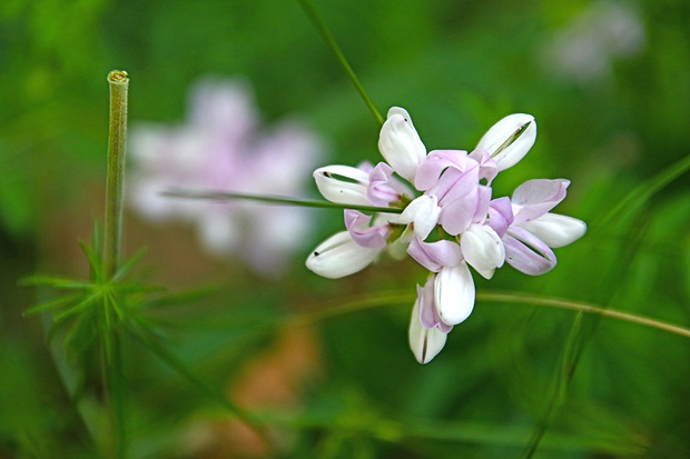 ranostaj pestrý Securigera varia (L.) Lassen