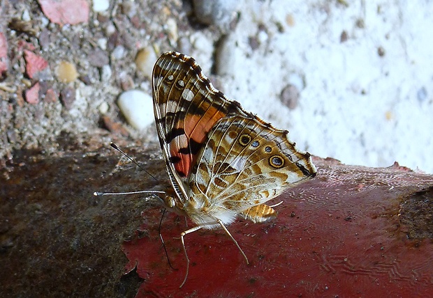 babôčka bodliaková Vanessa cardui