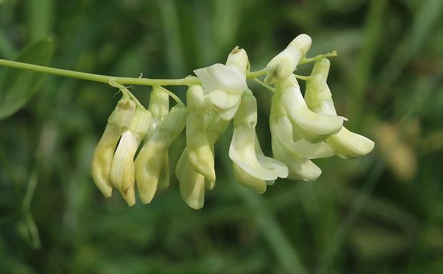 vika hrachovitá Vicia pisiformis L.